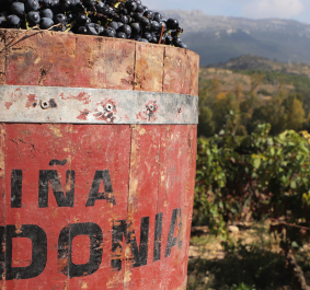 Bodegas Lopez de Heredia Vina Tondonia Comporta Vendimia header