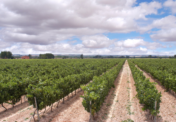 Bodegas Portia (3)