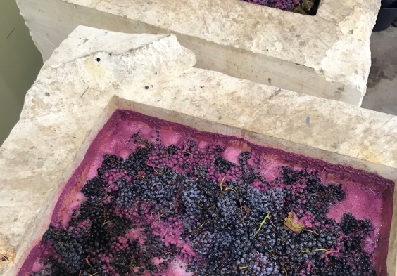 Bodegas Saura Kalkbehaelter Trauben Gaerung