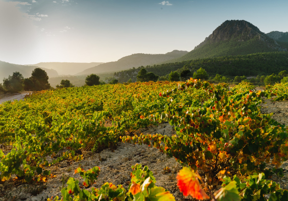 Bodegas Saura Weingarten Landschaft Huegel Berge