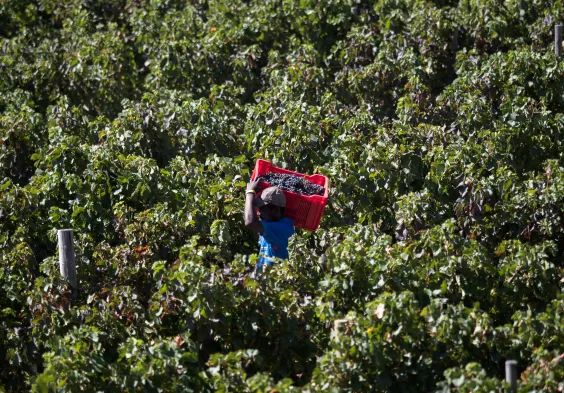 Boekenhoutskloof Harvest 2018 00003