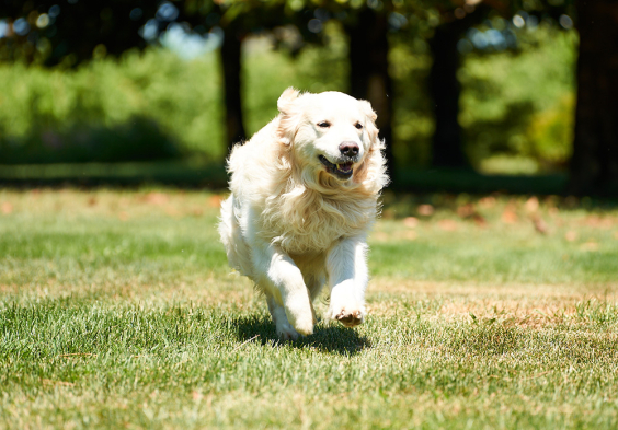 Canella 2022 Hund