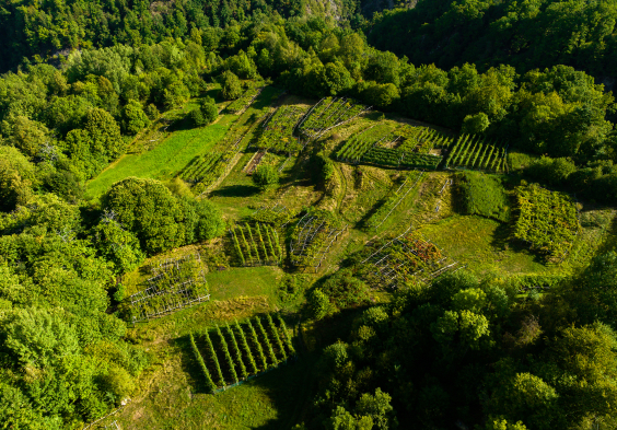 Cantine Garrone Luftaufnahme