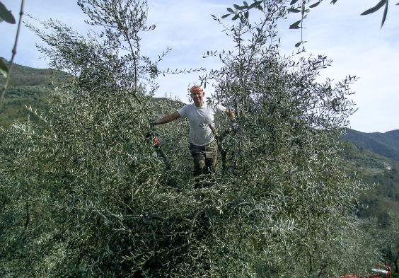 Cassini Baum