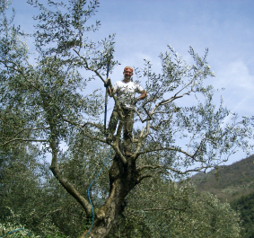 Cassini Potatura