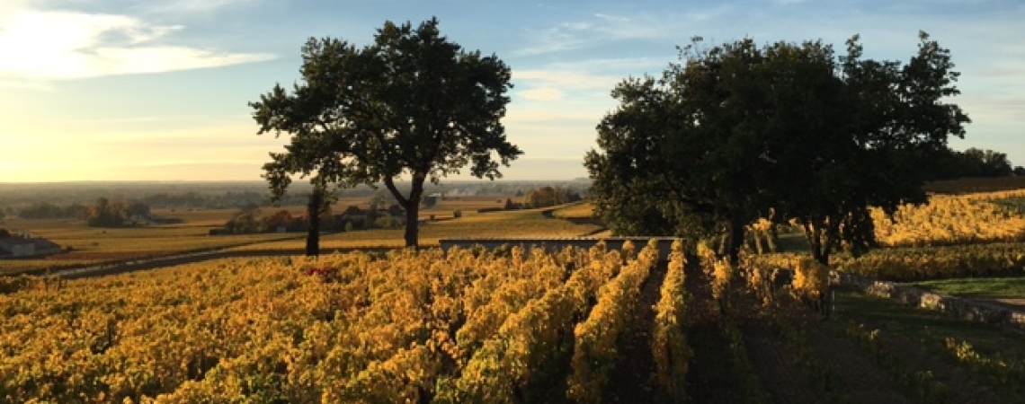 Clos St Martin vignes