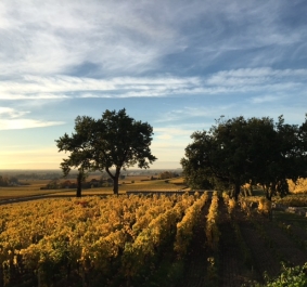 Clos St Martin vignes
