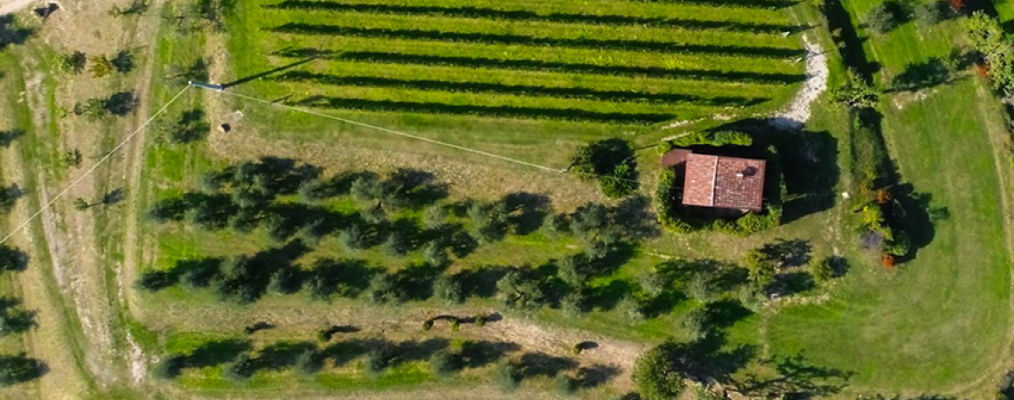 Luftbild eines Weinfelds mit kleinem Haus und grüner Landschaft.