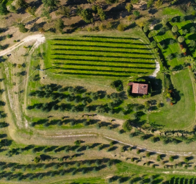 Luftbild eines Weinfelds mit kleinem Haus und grüner Landschaft.