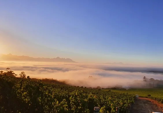 DeMorgenzon Harvest on a cool summer morning