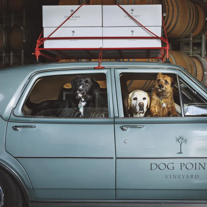 Dog Point Dogs in Holden