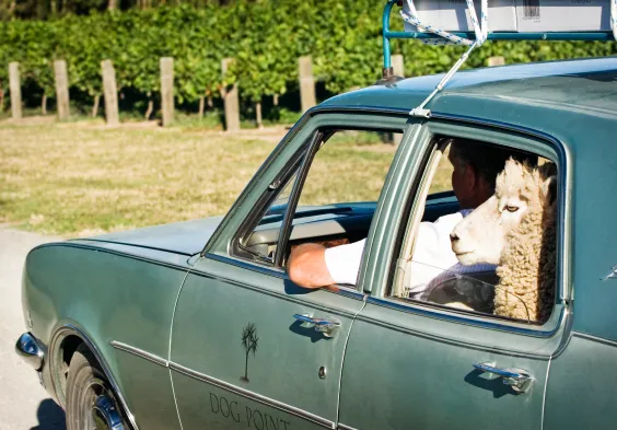 Dog Point Ivan and sheep Dog Point mobile