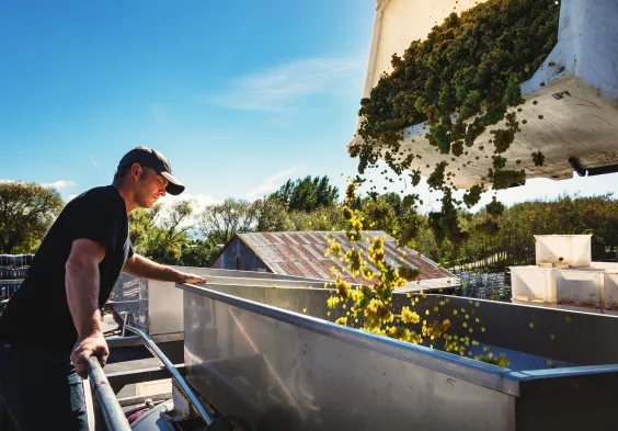 Dog Point Jak at press