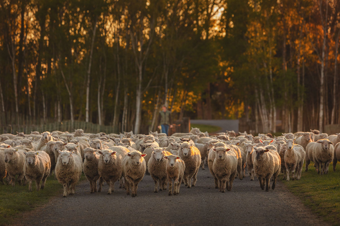 Dog Point Sheep at entrance