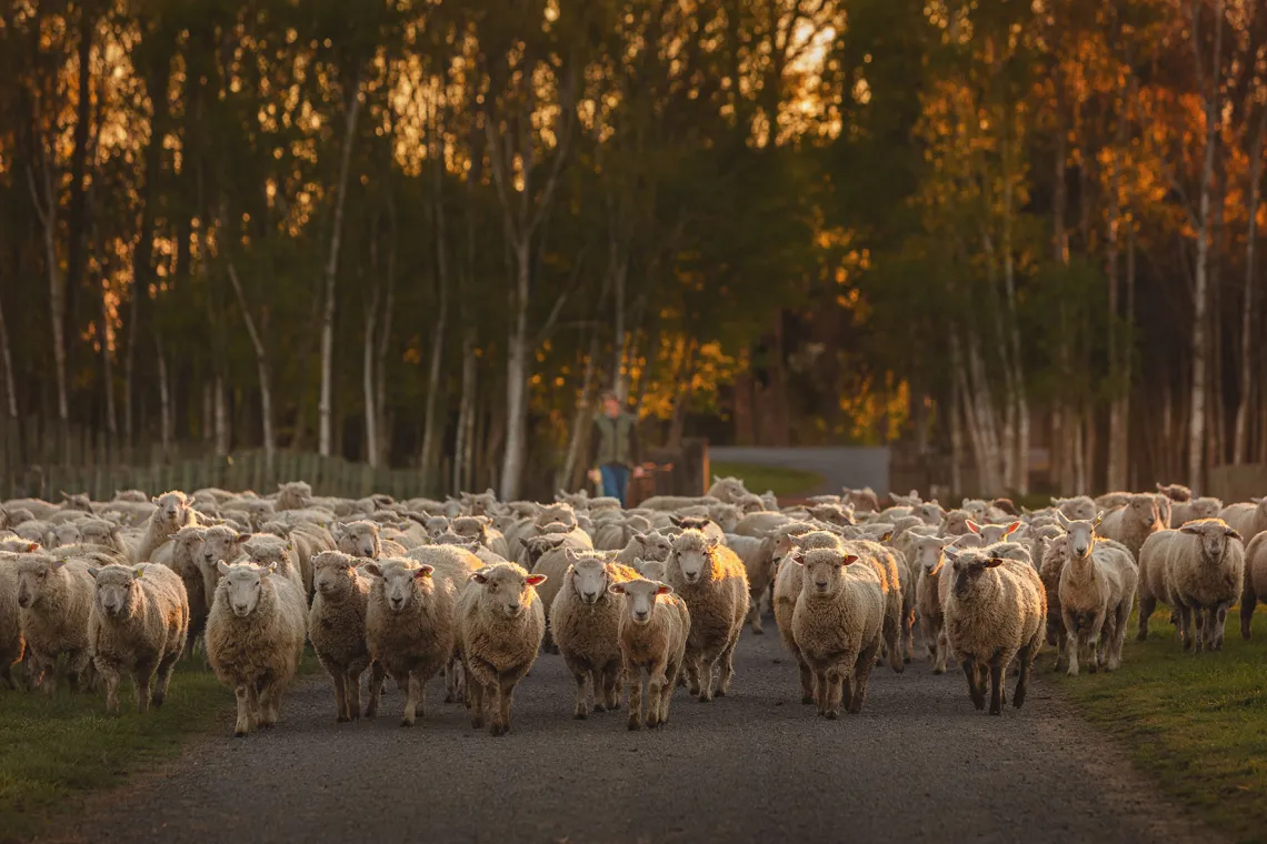 Eine große Schafherde auf einem Weg bei Sonnenuntergang.