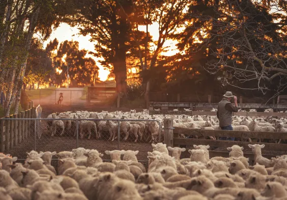 Dog Point Sheep in yards with Nick