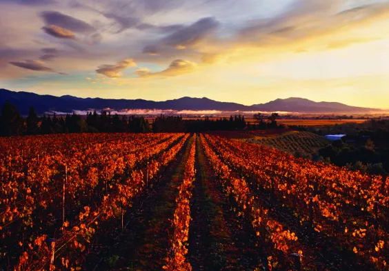 Dog Point Sunrise at Dog Point Vineyard Kevin Judd