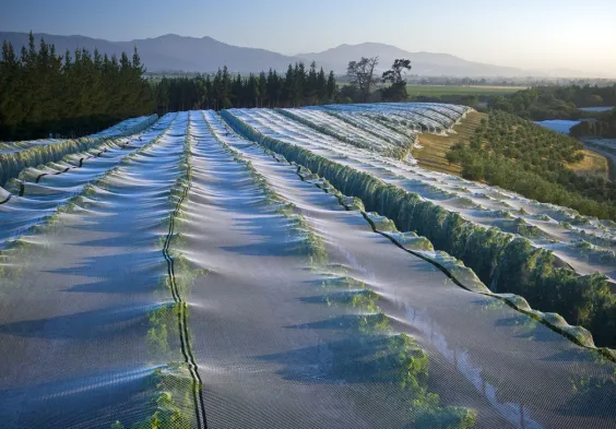 Dog Point Vineyard views with netting bird protection Kevin Judd