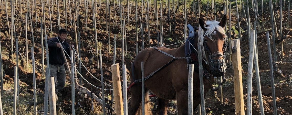 Domaine Belle