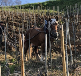 Domaine Belle