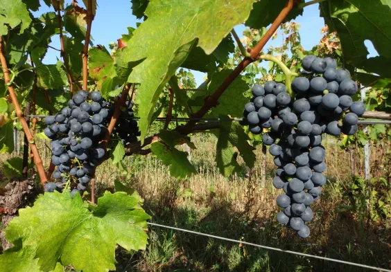 Ernst Triebaumer (12)