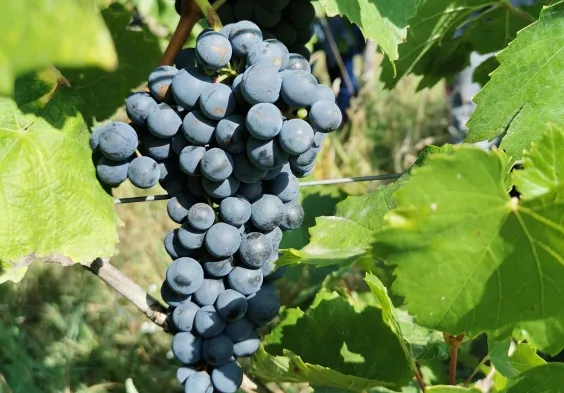 Ernst Triebaumer (13)