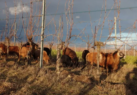 Ernst Triebaumer (2)