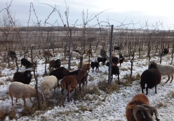 Ernst Triebaumer (3)