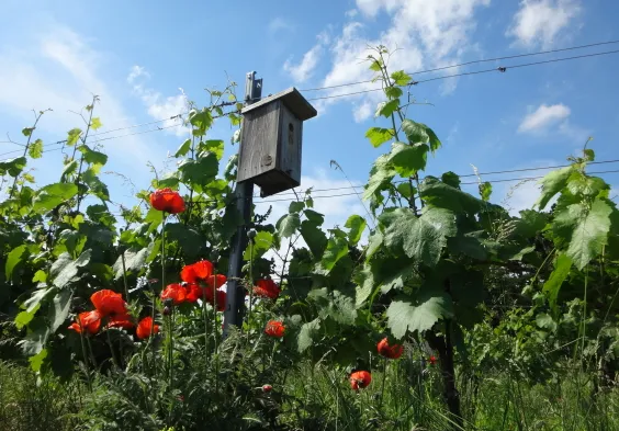 Ernst Triebaumer (4)