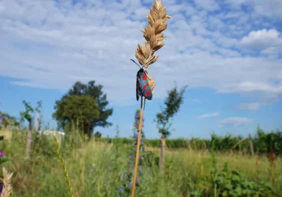 Ernst Triebaumer (5)