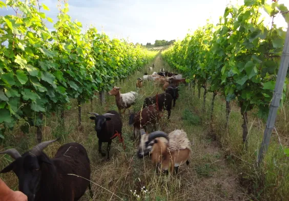 Ernst Triebaumer (6)