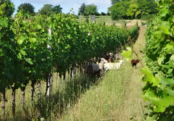 Ernst Triebaumer (7)