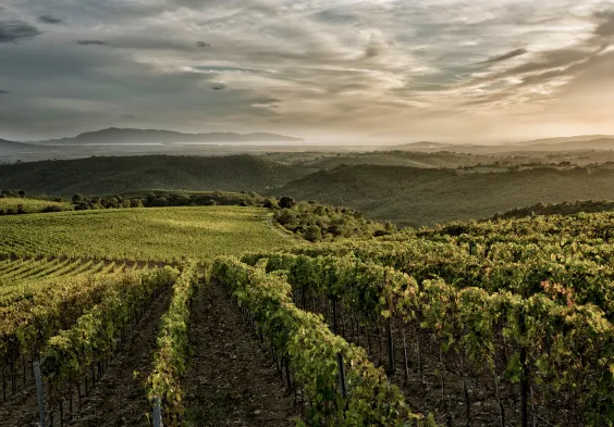 Fattoria Le Pupille Saffredi 1755 mare