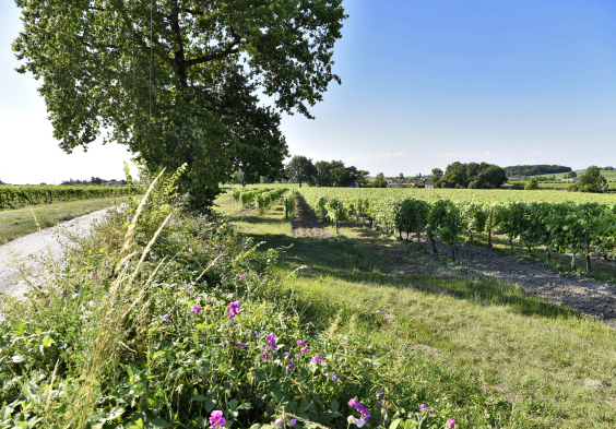 Fillioux (10)