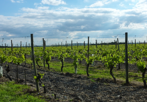 Fillioux (16)