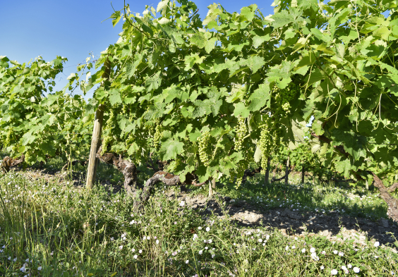 Fillioux (5)