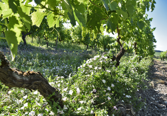 Fillioux (6)