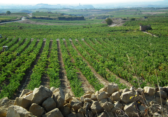 Finca de la Rica Weingarten