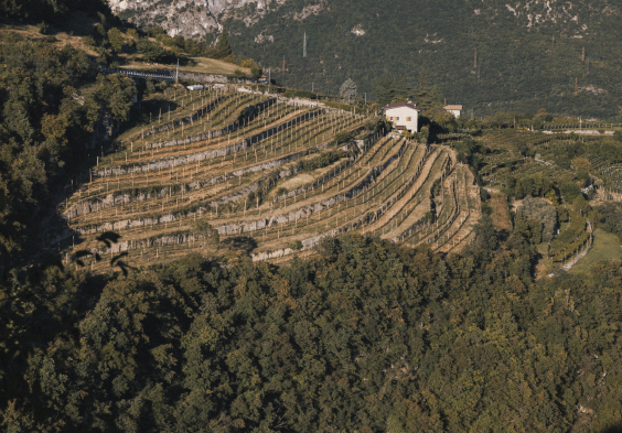 Foradori (6)