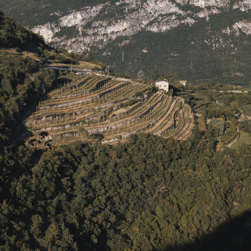 Foradori (6)