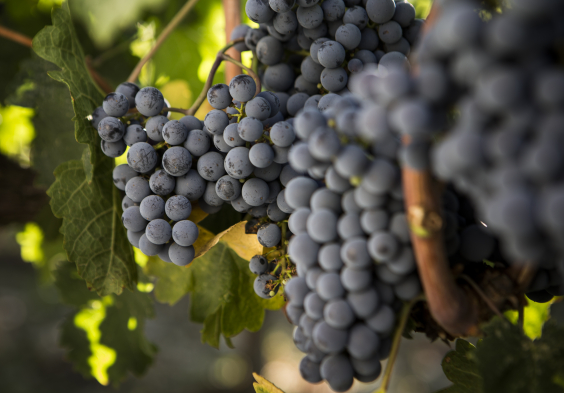 Frescobaldi (14)