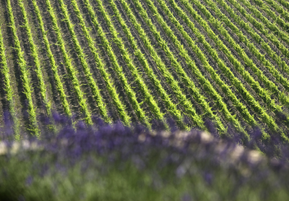 Frescobaldi (4)