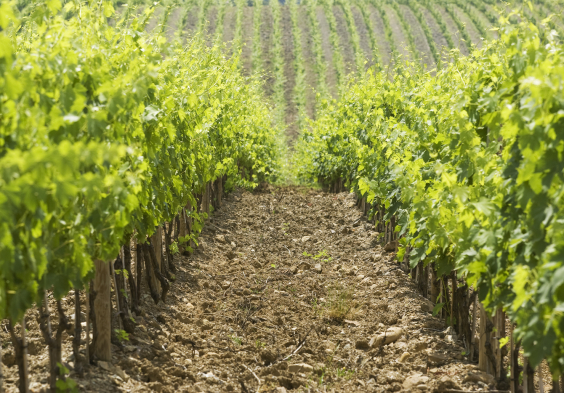 Frescobaldi (6)