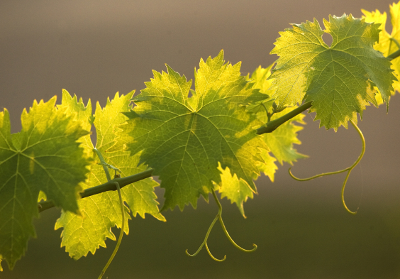 Frescobaldi (9)
