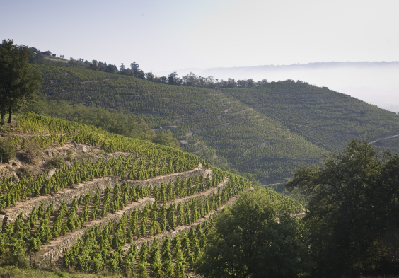 Guigal Vineyard Condrieu 2