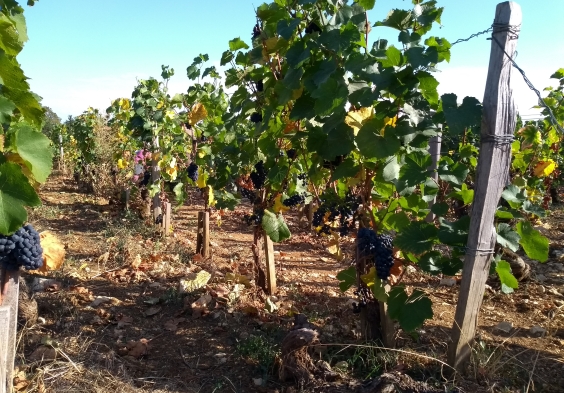 Guillon (5)