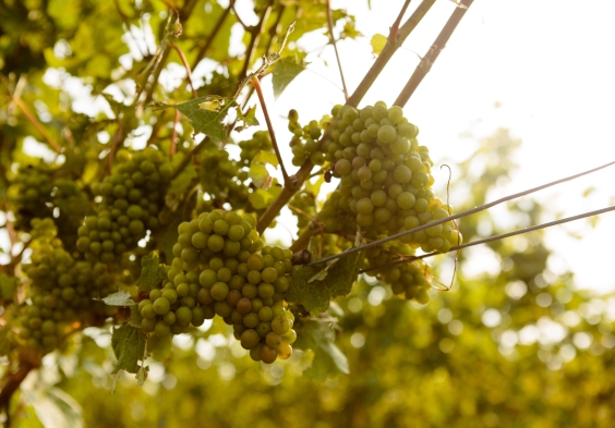 Gusbourne – Vineyard 10