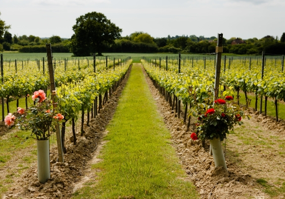 Gusbourne – Vineyard 5