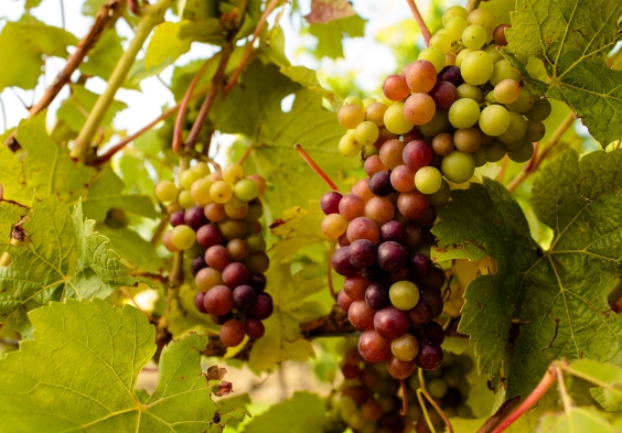 Gusbourne – Vineyard 6