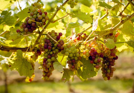 Gusbourne – Vineyard 8